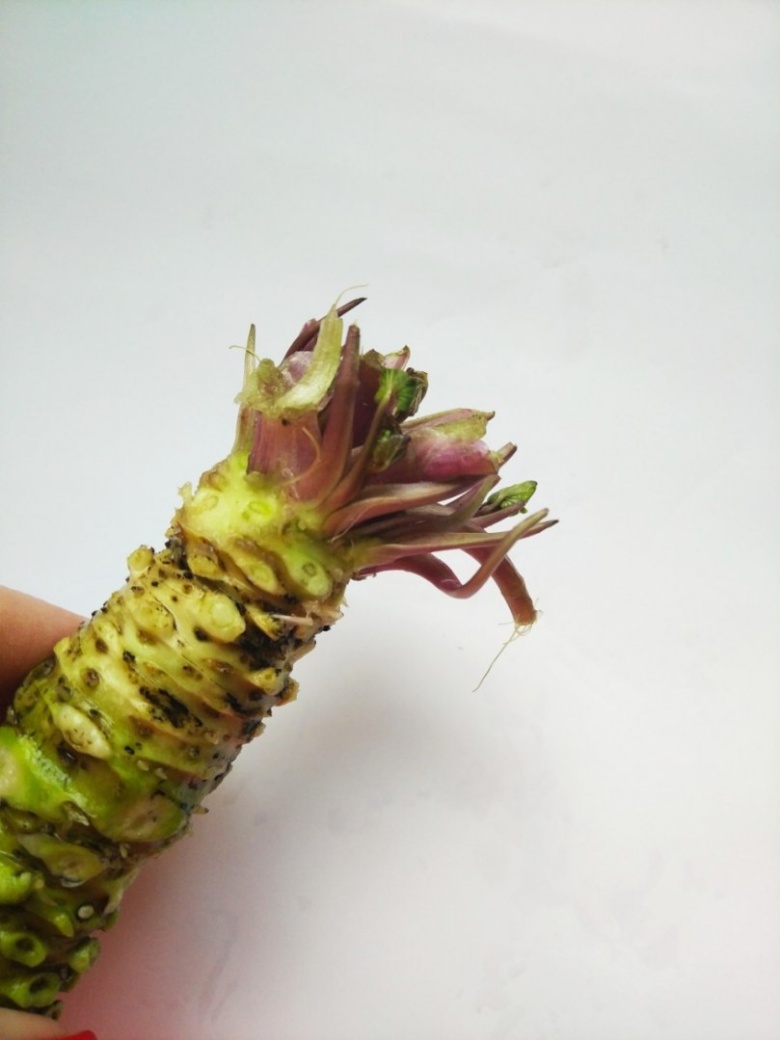 Wasabi Farm Poland > Świeże kłącza wasabi cena za kg